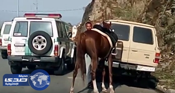 بالفيديو.. حصان هارب من صاحبه يتسبب في عرقلة الطريق بعسير