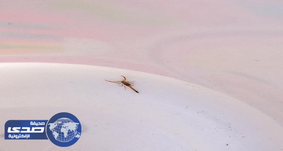 طفل يتفاجأ بوجود عقرب في ألعاب بمركز تخفيضات بالقنفذة