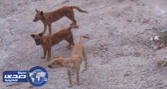 مواطن «سبعيني» يستنجد بـ «بلدية بلقرن» للقضاء على الكلاب الضالة
