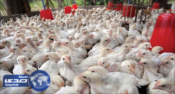 نفوق ٢٠ ألف دجاجة بسبب أنفلونزا الطيور في &#8221; شنشي &#8221; الصينية