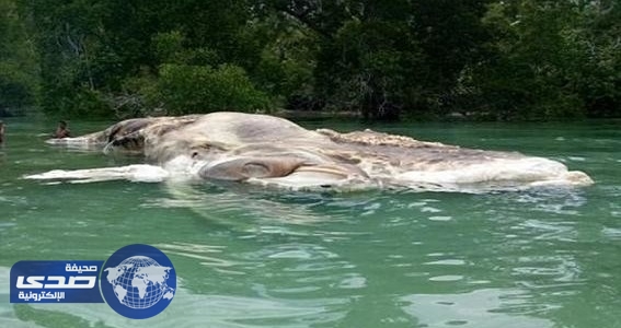 بالفيديو.. العثور على مخلوق بحري غامض بشاطئ أندونيسي