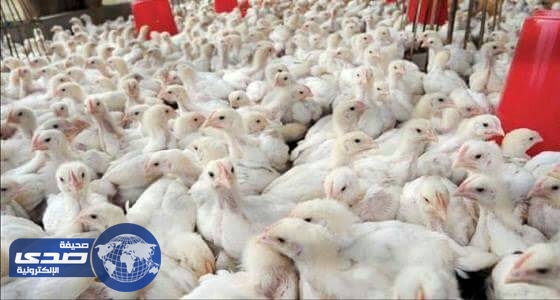 الصين تطعم الطيور الداجنة من انفلونزا الطيور بعد حصد مئات الأرواح