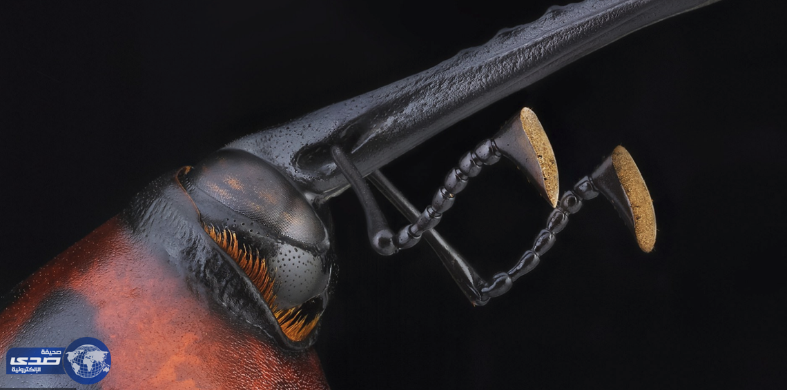 بالصور.. حشرات ترتدي “ قفازات ملاكمة ”