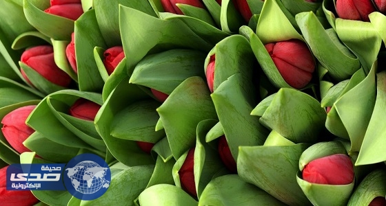 انطلاق مهرجان ” الورد والفاكهة ” الخامس في تبوك