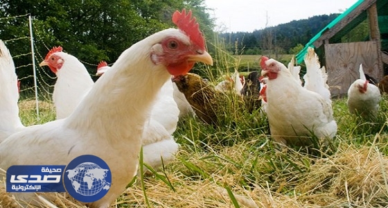 سفارة المملكة بجنوب إفريقيا تحذر مواطنيها من إنفلونزا الطيور