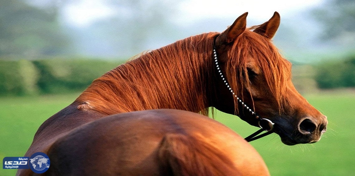 بالفيديو..حصان يتحول إلى جليس أطفال