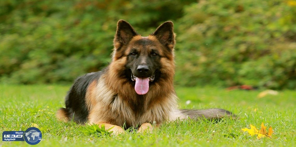 بالفيديو.. بسبب مهاراته اليومية كلب يُصبح نجماً على الانترنت