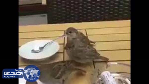 بالفيديو.. عصفور يٌطعم طائرين من بقايا طعام على طاولة أحد المطاعم