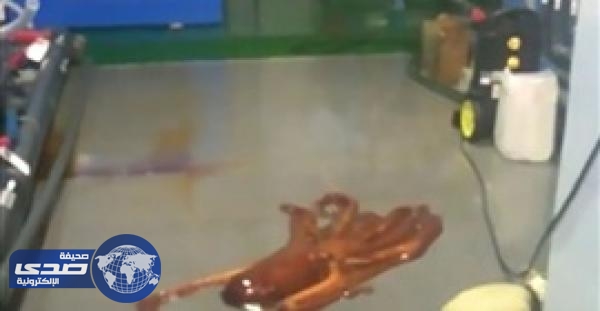 بالفيديو .. أخطبوط يبحث عن حريته بعد فراره من حوض للأسماك