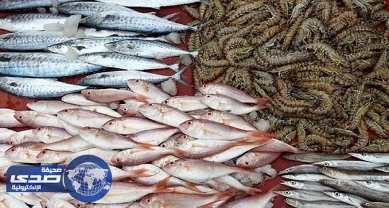 إنتاج المملكة من الأسماك يرتفع لـ69 ألف طن خلال العام الماضي