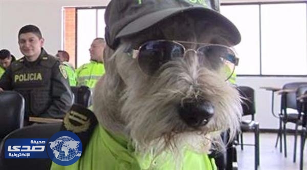 كلب ضال يتحول إلى شرطي في كولومبيا