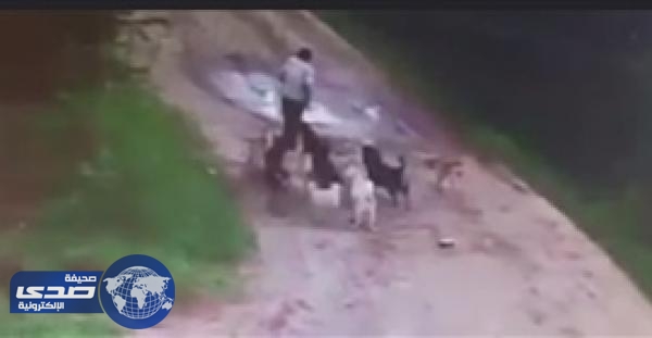 فيديو مرعب .. كلاب ضالة تنهش جسد رجلا سكران