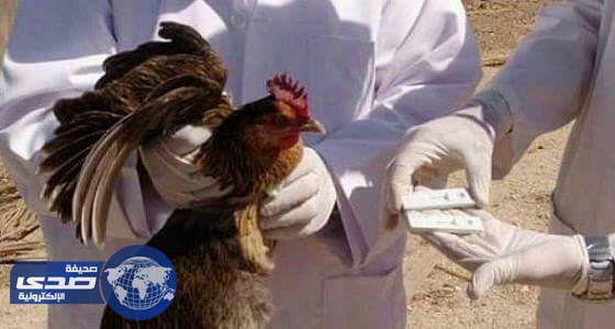 إعدام 260 ألف طائر في جنوب إفريقيا لاحتواء إنفلونزا الطيور