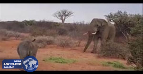 بالفيديو.. فيل يهاجم مجموعة من وحيدي القرن للحفاظ على طعامه