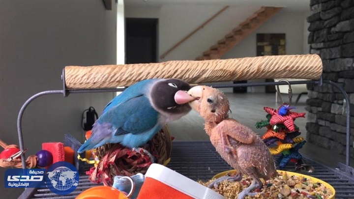 بالفيديو والصور.. ببغاوان يعتنيان ببعضهما رغم أصابتهما بمرض مُميت