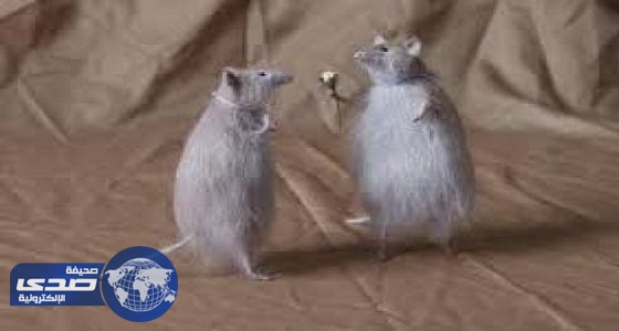 بالفيديو.. مستشارة كويتية: هرمون مشترك بين الرجال والفئران يتسبب في تعدد العلاقات
