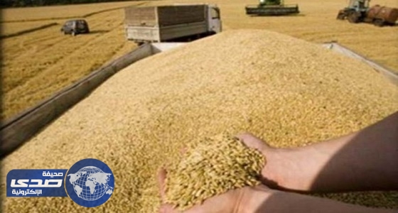 مصادر  :المخزون القطري من الحبوب يكفي 4 أسابيع فقط