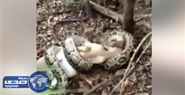 بالفيديو.. أمريكية تنتقم من ثٌعبان لمحاولته أكل أغنامها