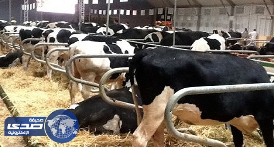 رجل أعمال قطري يشحن آلاف الأبقار جوًا لمواجهة أزمة الحليب
