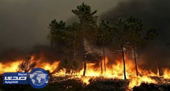 ارتفاع عدد ضحايا حريق غابات البرتغال إلى 24 قتيلاً و 20 جريحاً
