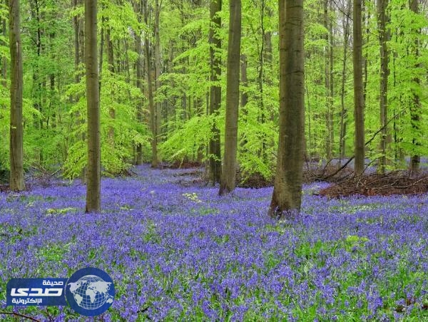 بالفيديو.. معلومات عن الغابة الزرقاء في بلجيكا