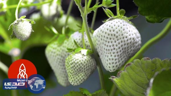 بالفيديو.. تصنيع فراولة بيضاء في اليابان سعرها يضاهي الذهب