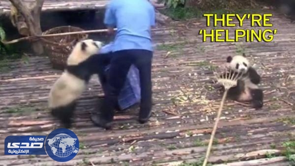 بالفيديو.. صغيرا باندا يدهشان السياح في حديقة حيوان