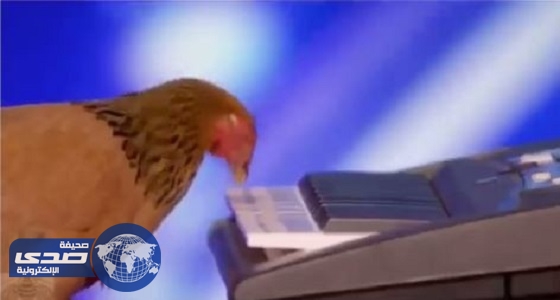 بالفيديو.. دجاجة تعزف على البيانو بمهارة فائقة