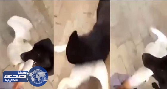 بالفيديو.. كلب يحمي صاحبه من هجوم إوزة