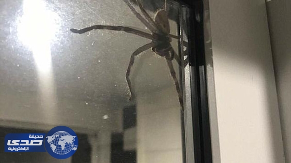عنكبوت ضخم يتسلق نافذة منزل عائلة بريطانية