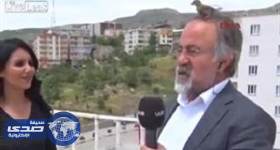 بالفيديو.. طائر يستقر على رأس مذيع على الهواء
