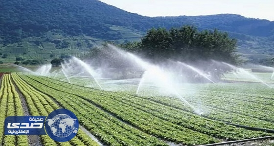 البيئة: نشجع مشاريع الزراعة المائية لرفع كفاءة الإنتاج