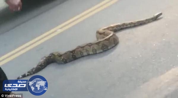 فيديو..امرأة تمسك ثُعباناً ضخماً لتعبر بسيارتها الطريق