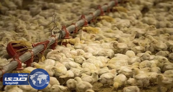 البيئة تحظر استيراد الطيور الحية من الكونغو