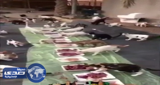 بالفيديو.. مواطن يقيم وليمة كبيرة للقطط في القصيم