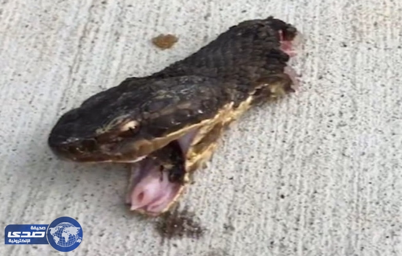 بالفيديو.. رأس حية مقطوع يتحرك ويحاول غرس اسنانه السامة بالأرض