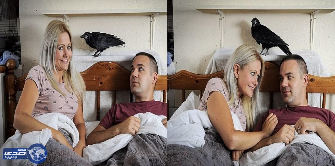 بالصور.. غراب يشارك زوجين سريرهما