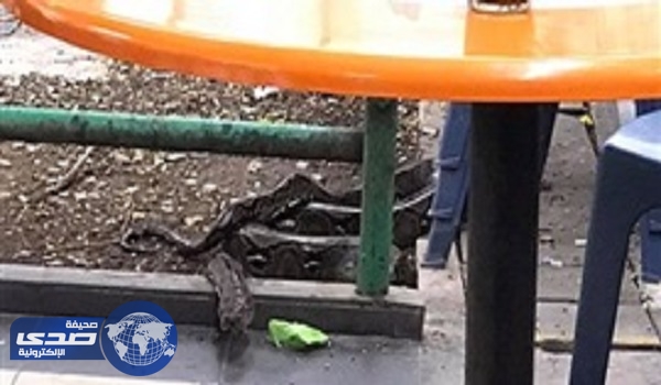 بالفيديو.. رجل شجاع يتناول وجبته بهدوء في وجود ثعبان حوله