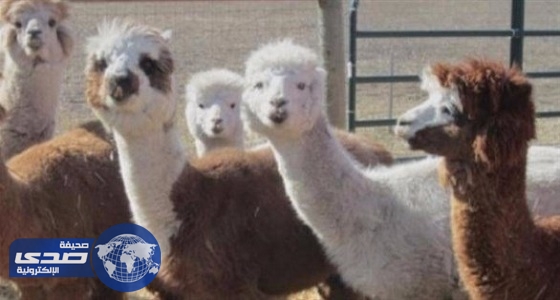 مزرعة توفر دروس للرقص برفقة حيوانات ألبكة