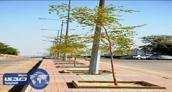 حملة لتشجير الرياض بزراعة 300 ألف شجرة