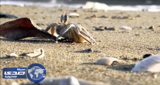 البيئة: استمرار فرض الحظر على صيد القبقب في الخليج العربي