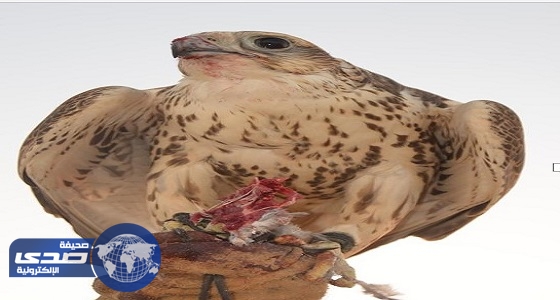 بالصور.. 10 آلاف ” صقار ” يملكون 16 ألف ” صقر ” في المملكة