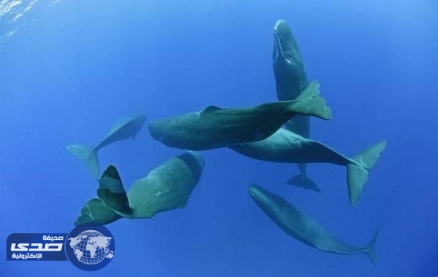 صور نادرة لحوت ” العنبر ” وهو نائم