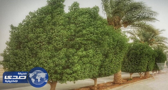 بالصور.. &#8221; أمانة الرياض &#8221; تمنع قص الأشجار