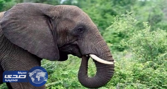 فيل يدوس مدربه حتى الموت في محمية طبيعية