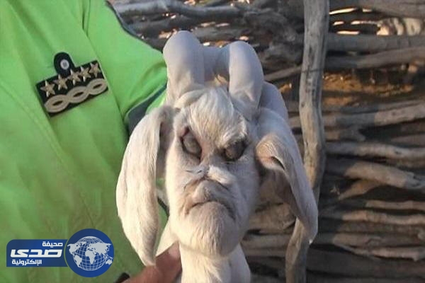 بالفيديو.. ولادة معزة بوجه شيطاني تُثير الذعر بالأرجنتين