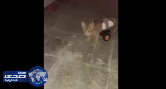 بالفيديو.. شاب سعودي ينهي معاناة قطة مشلولة بتزويدها بأطراف صناعية