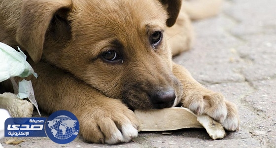 أمريكية تسدد 222 ألف جنيه مصري لشحن 60 كلبا وقطة ضالة إلى نيويورك