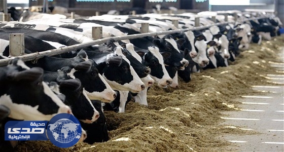 ” نادك ” تخطط لتوليد الطاقة من روث الأبقار بـ200 مليون دولار