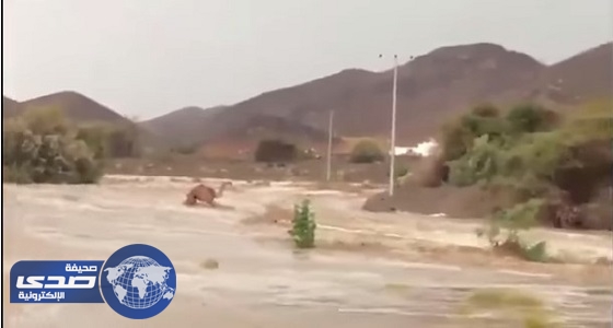 بالفيديو.. جمل يصارع السيول للنجاة من الغرق بظهران